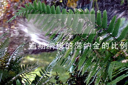 逾期纳税的滞纳金的比例 逾期纳税的滞纳金的比例