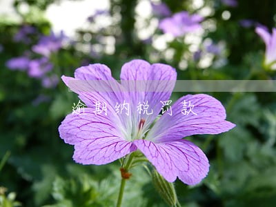 逾期纳税罚款 逾期纳税罚款