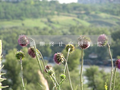 逾期终止合同赔偿 逾期终止合同赔偿