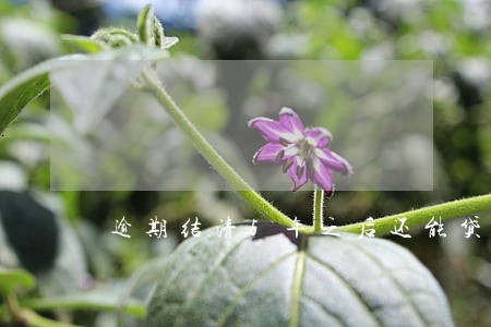 逾期结清5年之后还能贷款吗 逾期结清5年之后还能贷款吗