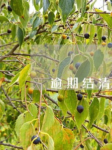 逾期结清5年了征信还没消 逾期结清5年了征信还没消