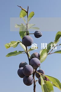 逾期结清之后能办理房贷吗 逾期结清之后能办理房贷吗