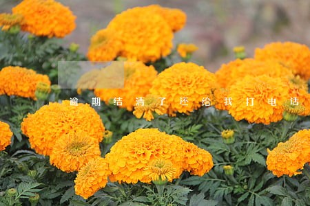 逾期结清了还给我打电话 逾期结清了还给我打电话