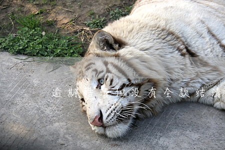 逾期结清但没有全款结清 逾期结清但没有全款结清