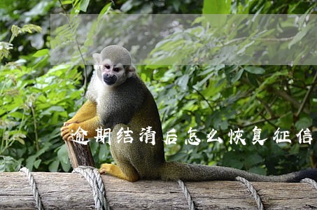 逾期结清后怎么恢复征信