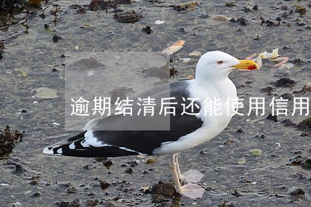 逾期结清后还能使用信用卡吗 逾期结清后还能使用信用卡吗