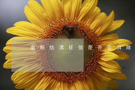 逾期结清征信是否会消除 逾期结清征信是否会消除