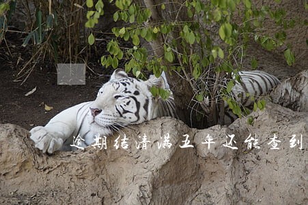 逾期结清满五年还能查到吗 逾期结清满五年还能查到吗