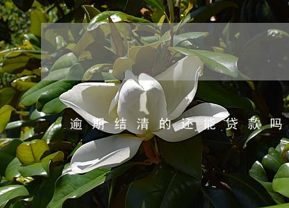 逾期结清的还能贷款吗 逾期结清的还能贷款吗