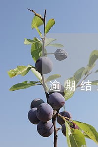 逾期结清证明怎么办 逾期结清证明怎么办