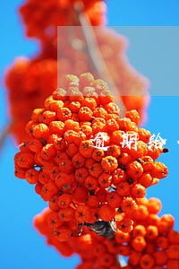 逾期给付利息的违约金 逾期给付利息的违约金