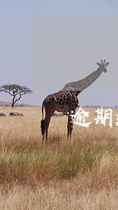 逾期给付劳务费如何规定的