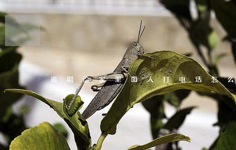 逾期给家里面人打电话怎么投诉