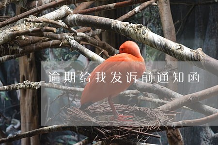 逾期给我发诉前通知函 逾期给我发诉前通知函