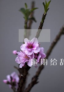 逾期给辞退赔偿多少钱 逾期给辞退赔偿多少钱