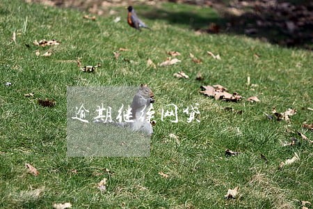 逾期继续网贷 逾期继续网贷