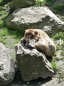 逾期缓冲期没收到业务经理的电话 逾期缓冲期没收到业务经理的电话