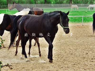 逾期缴交上诉费 逾期缴交上诉费