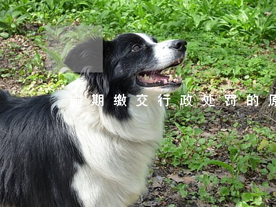 逾期缴交行政处罚的原则 逾期缴交行政处罚的原则