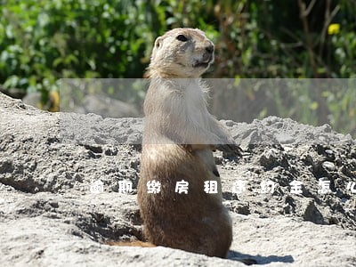 逾期缴房租违约金怎么算 逾期缴房租违约金怎么算