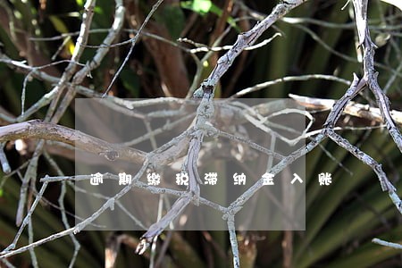 逾期缴税滞纳金入账 逾期缴税滞纳金入账