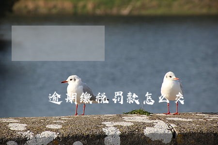 逾期缴税罚款怎么交 逾期缴税罚款怎么交