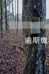 逾期缴税罚款怎么走账 逾期缴税罚款怎么走账