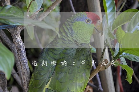 逾期缴纳上诉费后果 逾期缴纳上诉费后果