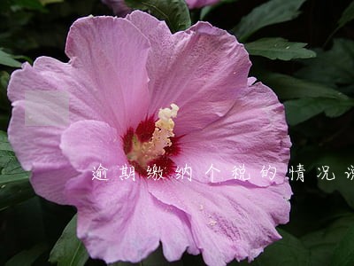 逾期缴纳个税的情况说明