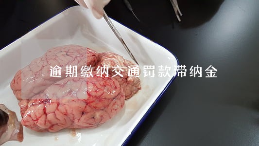 逾期缴纳交通罚款滞纳金 逾期缴纳交通罚款滞纳金