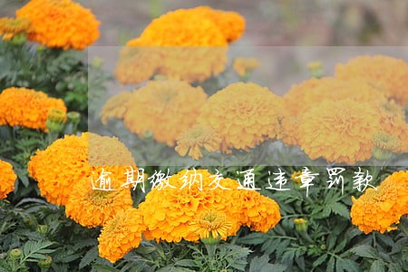 逾期缴纳交通违章罚款 逾期缴纳交通违章罚款