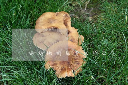 逾期缴纳保费保险公司