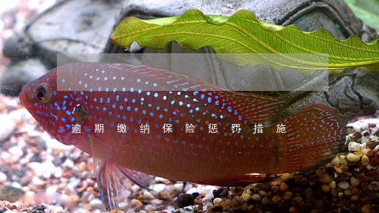 逾期缴纳保险惩罚措施 逾期缴纳保险惩罚措施