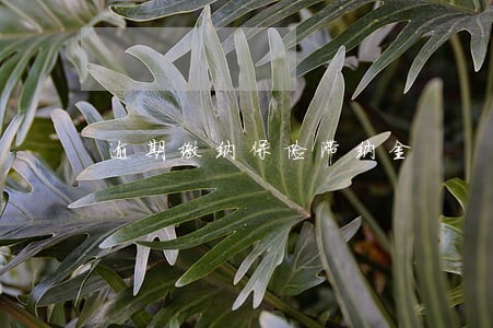 逾期缴纳保险滞纳金 逾期缴纳保险滞纳金