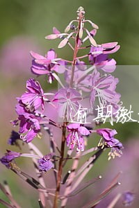 逾期缴纳保险罚款 逾期缴纳保险罚款