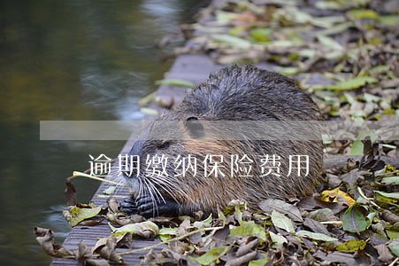 逾期缴纳保险费用 逾期缴纳保险费用