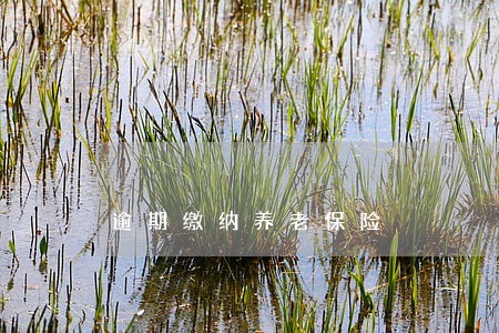 逾期缴纳养老保险