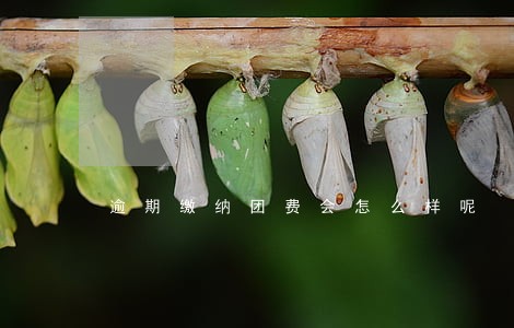 逾期缴纳团费会怎么样呢