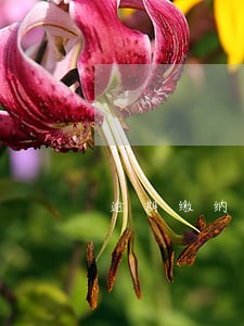 逾期缴纳增值税金 逾期缴纳增值税金