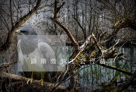 逾期缴纳工会经费 逾期缴纳工会经费