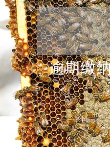 逾期缴纳当天算一天吗 逾期缴纳当天算一天吗