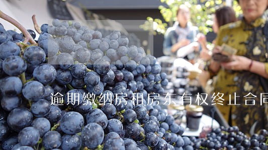 逾期缴纳房租房东有权终止合同