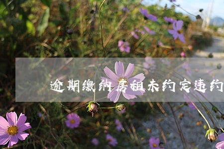 逾期缴纳房租未约定违约