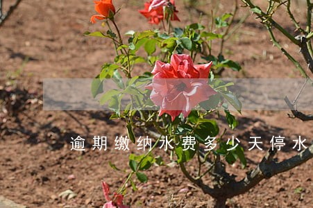 逾期缴纳水费多少天停水