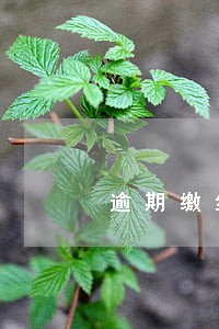逾期缴纳热费的将收取违约金 逾期缴纳热费的将收取违约金