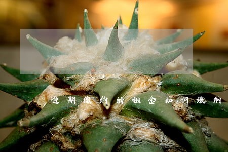 逾期缴纳的租金如何缴纳营业税 逾期缴纳的租金如何缴纳营业税