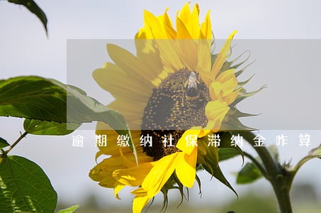逾期缴纳社保滞纳金咋算 逾期缴纳社保滞纳金咋算