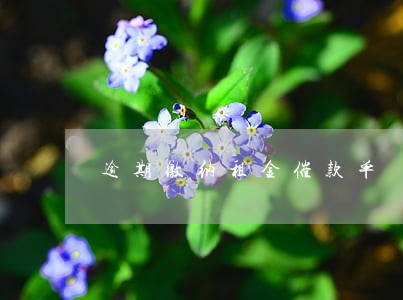 逾期缴纳租金催款单