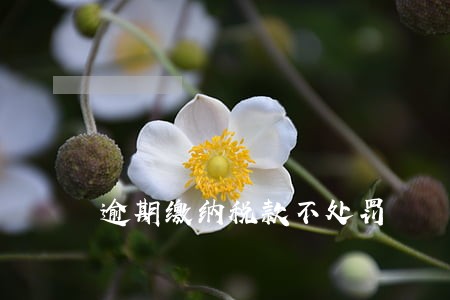 逾期缴纳税款不处罚 逾期缴纳税款不处罚