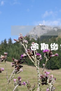 逾期缴纳税款对财务负责人